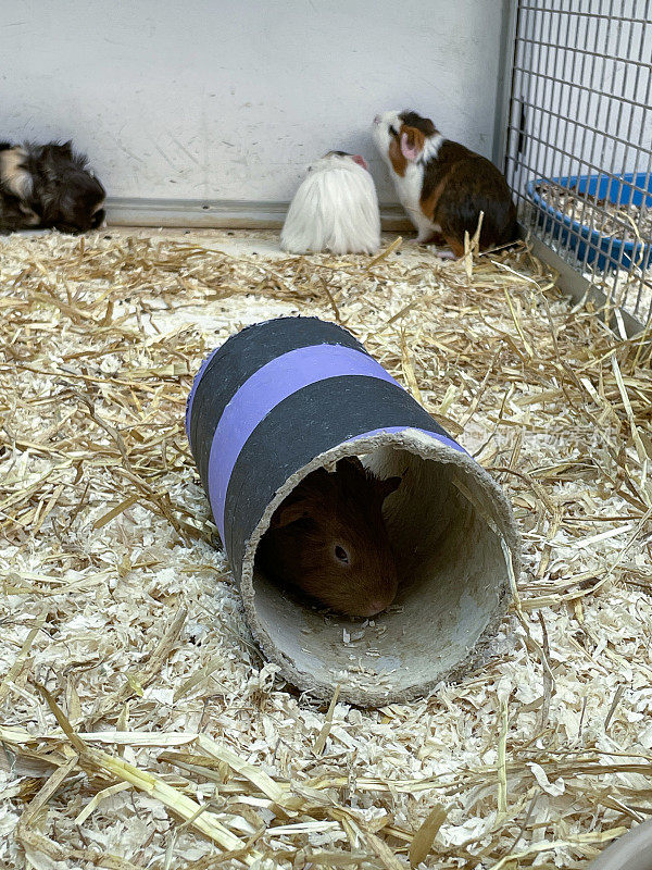 豚鼠(Cavia porcellus)藏在笼子里的纸板隧道里，笼子里有混合的洞穴，短毛和长毛的多色小洞穴，室内围栏上散落着木屑和稻草，重点放在前景上